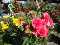 wwc-plant-sale-2012-10